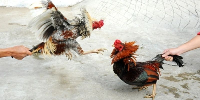 Đăng ký đá gà trực tuyến cùng fb88