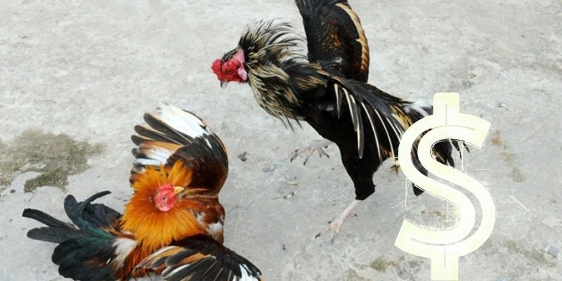 Nạp Tiền Chơi Đá Gà Cùng FB88 Kiếm Thưởng Khủng Cực Đã 2 Khuyến mãi gửi tiền chơi đá gà online hấp dẫn