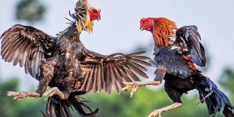 Kinh nghiệm đá gà online cực kỳ hay kèm theo các thông tin bổ ích